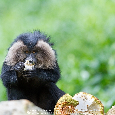 ENDANGERED LION-TAILED MACAQUE