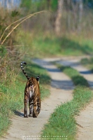 bengal-tiger-corbett-AB 7779