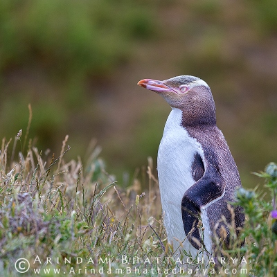 ENDANGERED YELLOW EYED PENGUIN