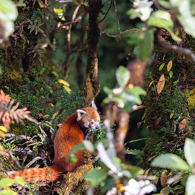 ELUSIVE RED PANDA