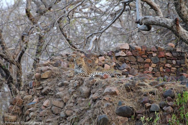 Indian-leopard-Panthera-pardus-fusca-MG_1220 at Ranthambhore National Park, Rajasthan