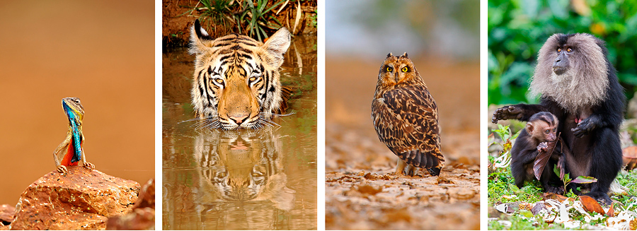 Nature and Wildlife photography blog by Arindam Bhattacharya