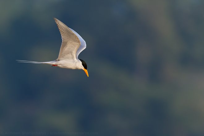 Near Threatened Indian river tern at Satkosia gorge, Odhisa