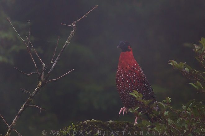 Satyr Tragopan at East Sikkim near Zuluk by Arindam Bhattacharya photography