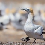 Australasian Gannet found only in coastal region on New Zealand, Australia and Tasmania. Most of the time they breed with the same partner over the consecutive seasons.