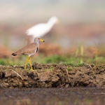 Grey headed Lapwing in Purbasthali Wetlands, West Bengal.