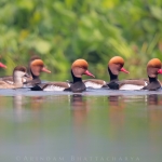 Red Crested Pochard at Purbasthali marshland, West Bengal. They are partially winter migrant from southern Europe and central Asia.