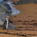 Endangered Yellow Eyed Penguin or Megadyptes antipodes at New Zealand