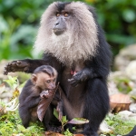 Lion Tailed Macaque and her baby eating jackfruit