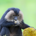 Lion Tailed Macaque eating jackfruit