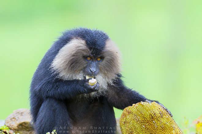 Lion Tailed Macaque eating jackfruit