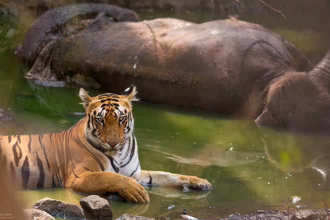 bengal-tiger-panthera-arindam-bhattacharya-