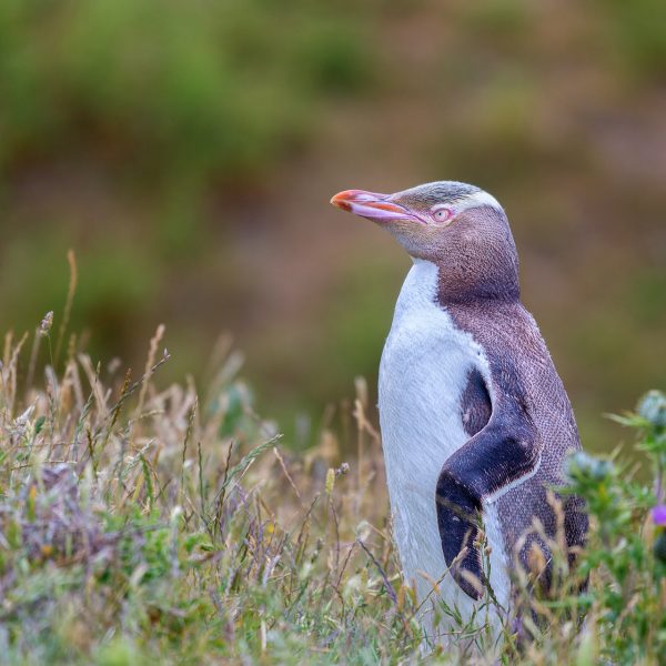 Endangered Yellow Eyed Penguin or Megadyptes antipodes at New Zealand