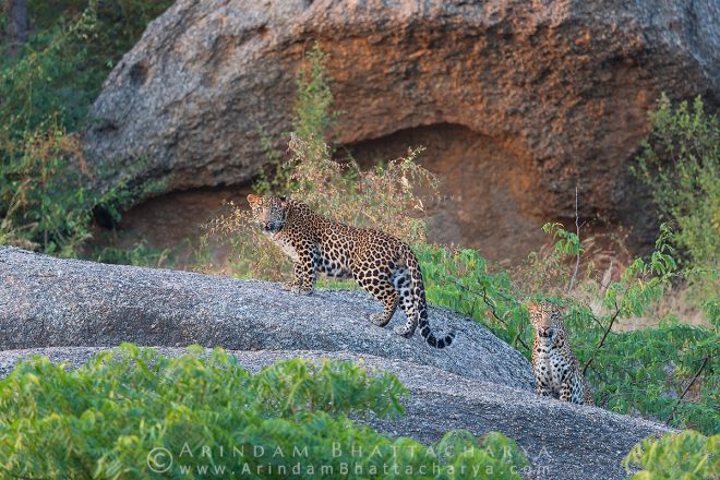Indian Leopard or Panthera pardus fusca at Bera Rajasthan India