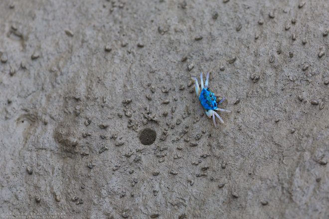 blue fiddler crab in sunderbans national park west bengal india