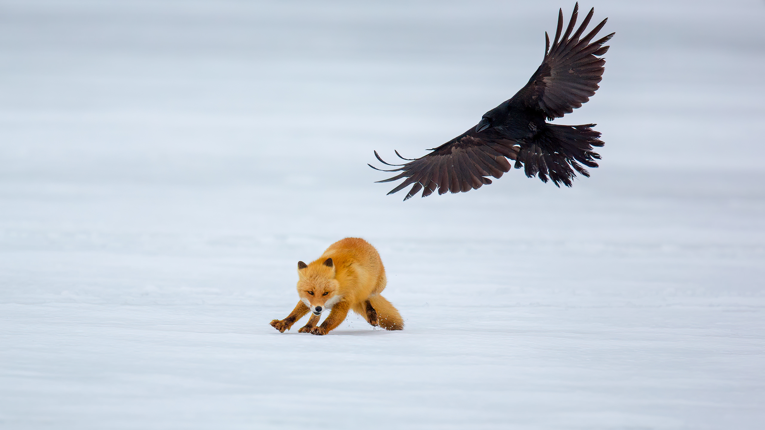 Ezo Red Fo Japan by Arindam Bhattacharya