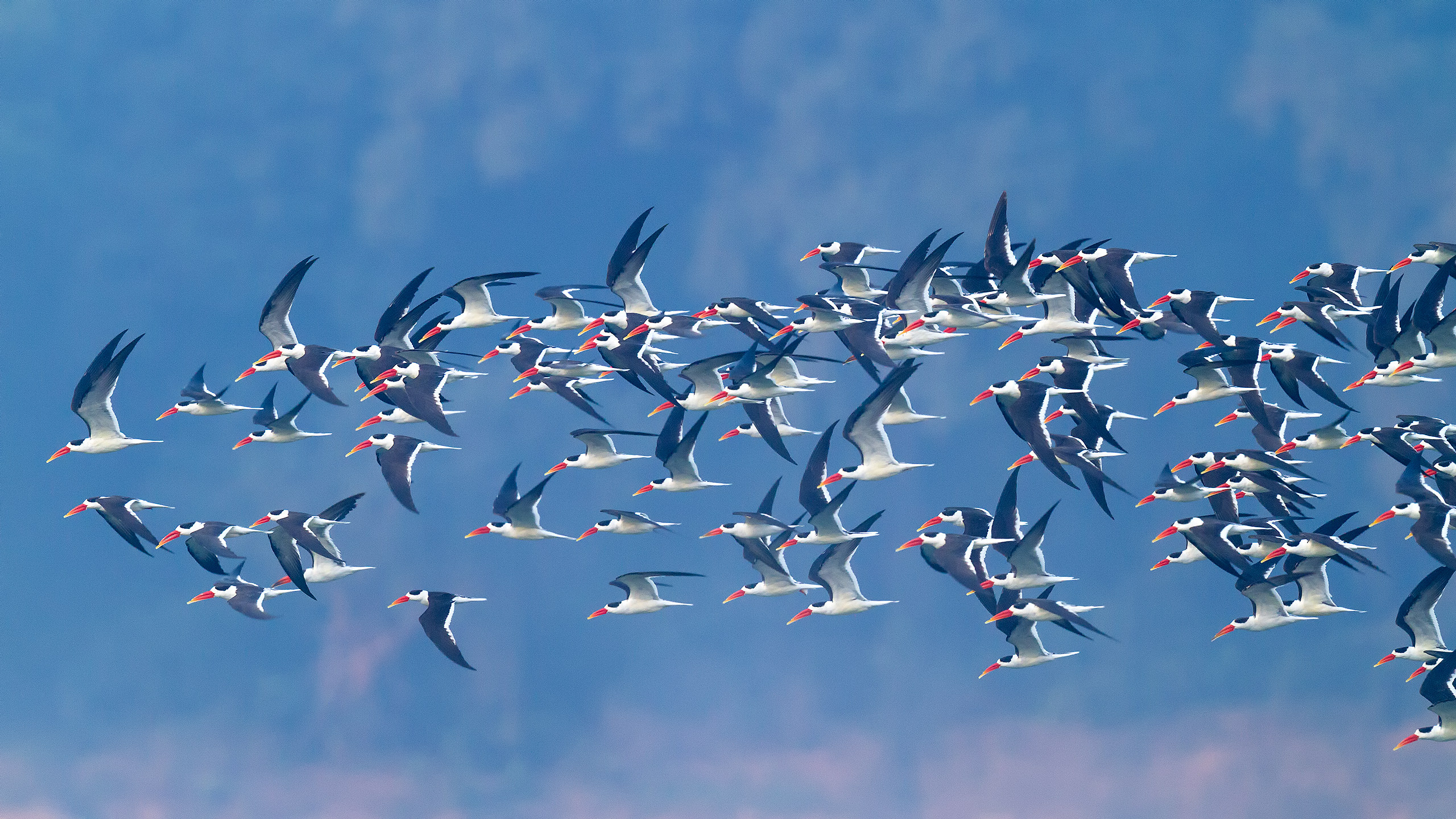 Indian Skimmer in Satkosia Orissa by Arindam Bhattacharya