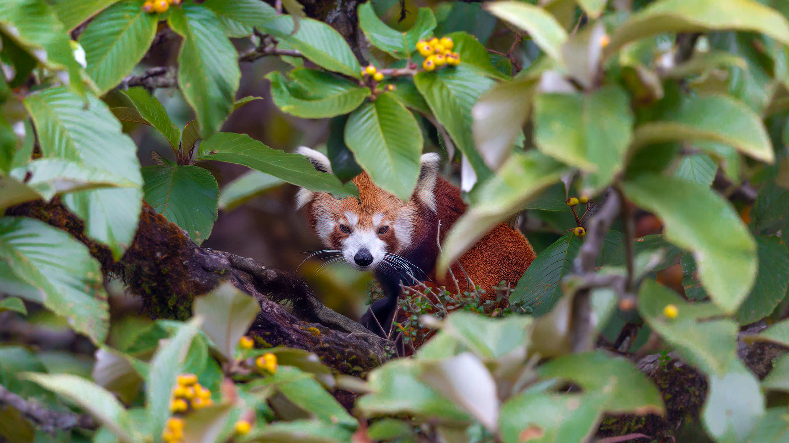 Endangered Red Panda Nepal Himalaya Arindam Bhattacharya