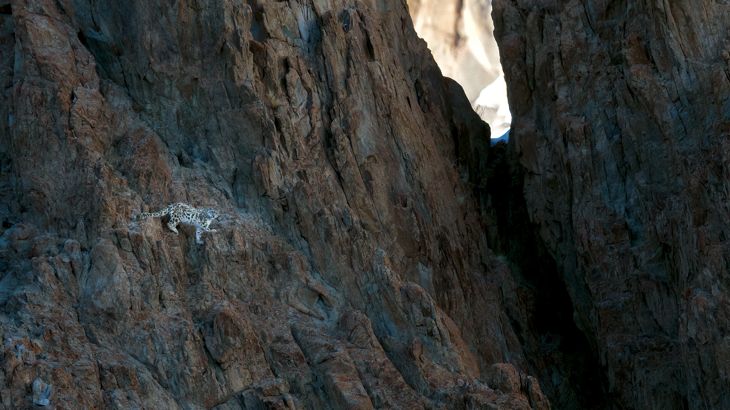 Snow Leopard Ladakh Himalaya by Arindam Bhattacharya