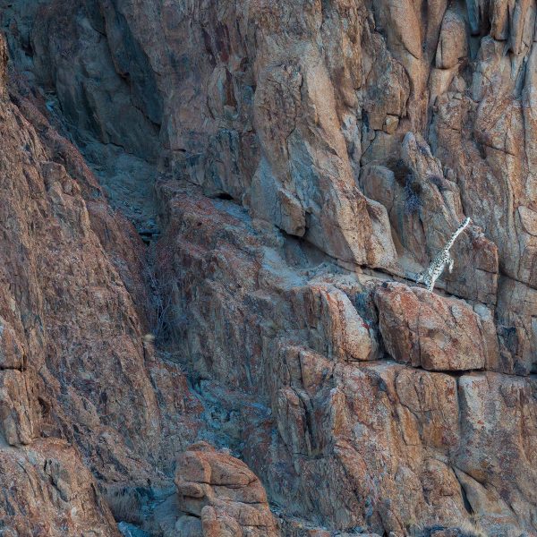 Snow Leopard (Panthera uncia) in Ladakh Himalaya by Arindam Bhattacharya