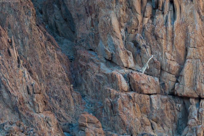 Snow Leopard (Panthera uncia) in Ladakh Himalaya by Arindam Bhattacharya