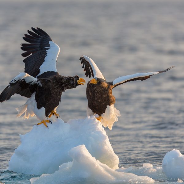 Steller's Sea Eagle or Haliaeetus pelagicus in northern Japan. A vulnerable migratory species to Japan during winter.