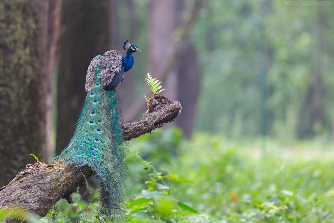 Indian Peafowl or Indian Peacock at Gorumara national park Doors West Bengal India Arindam Bhattacharya