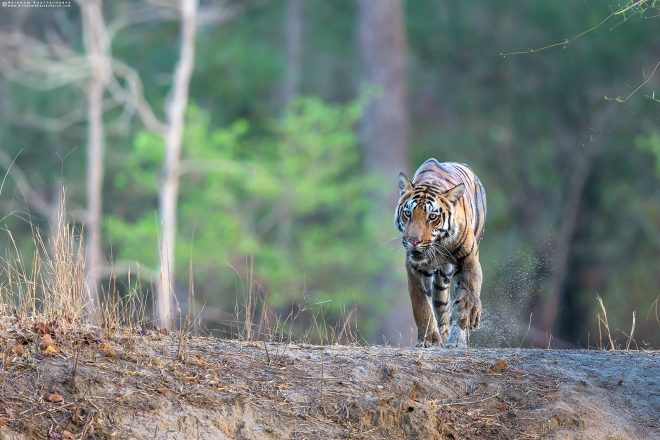 Royal Bengal Tiger or Panthera tigris tigris at Kanha National Park, Madhya Pradesh, India.