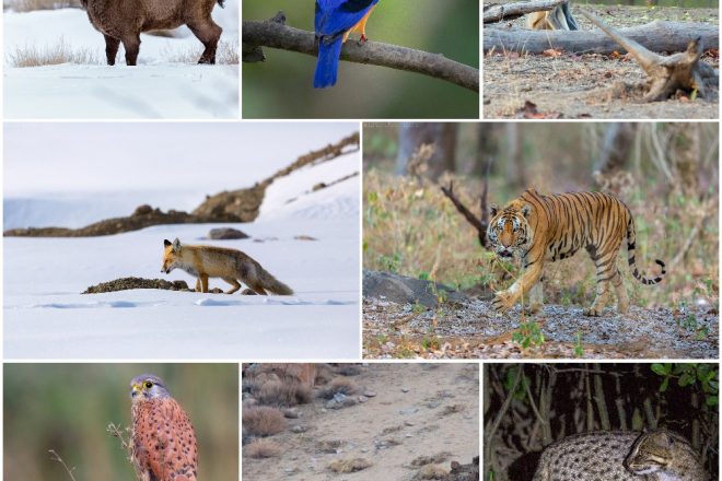 memories of 2019 in photographs by Arindam Bhattacharya