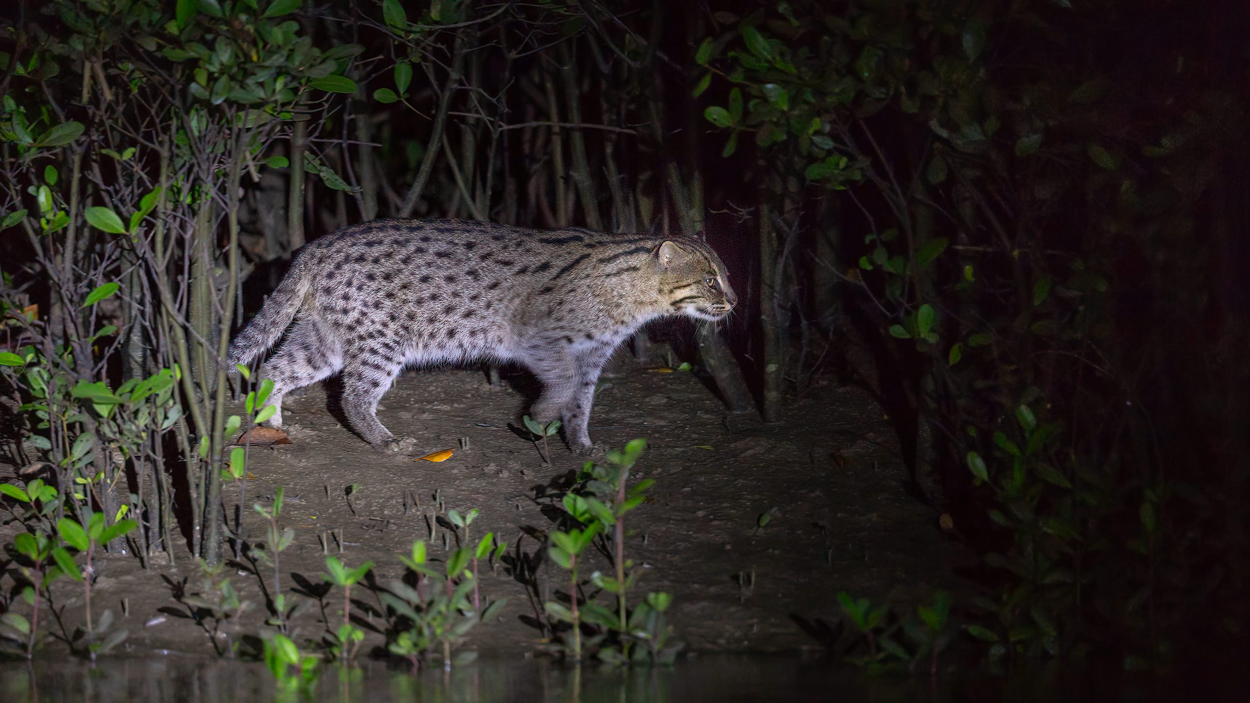 Fishing cat or Prionailurus viverrinus in Bhitarkanika National Park, Odhisa, India by Arindam Bhattacharya nature and wildlife photographer