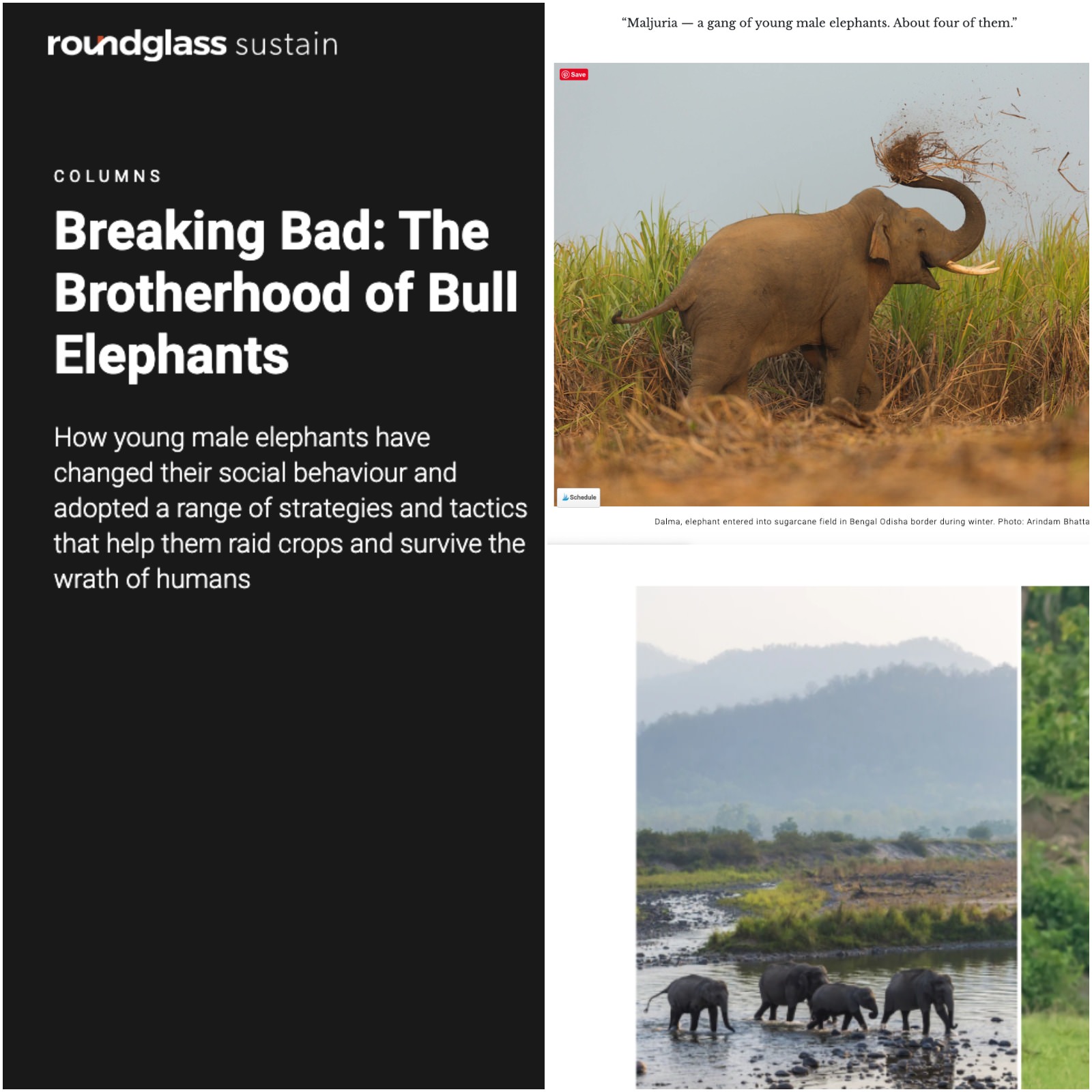 Publication Arindam Bhattacharya Photography: https://round.glass/sustain/species/breaking-bad-brotherhood-bull-elephants/
