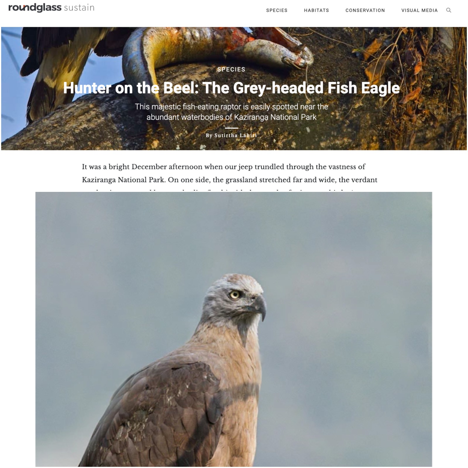 Publication: Arindam Bhattacharya : https://round.glass/sustain/species/grey-headed-fish-eagle-kaziranga-birds/
