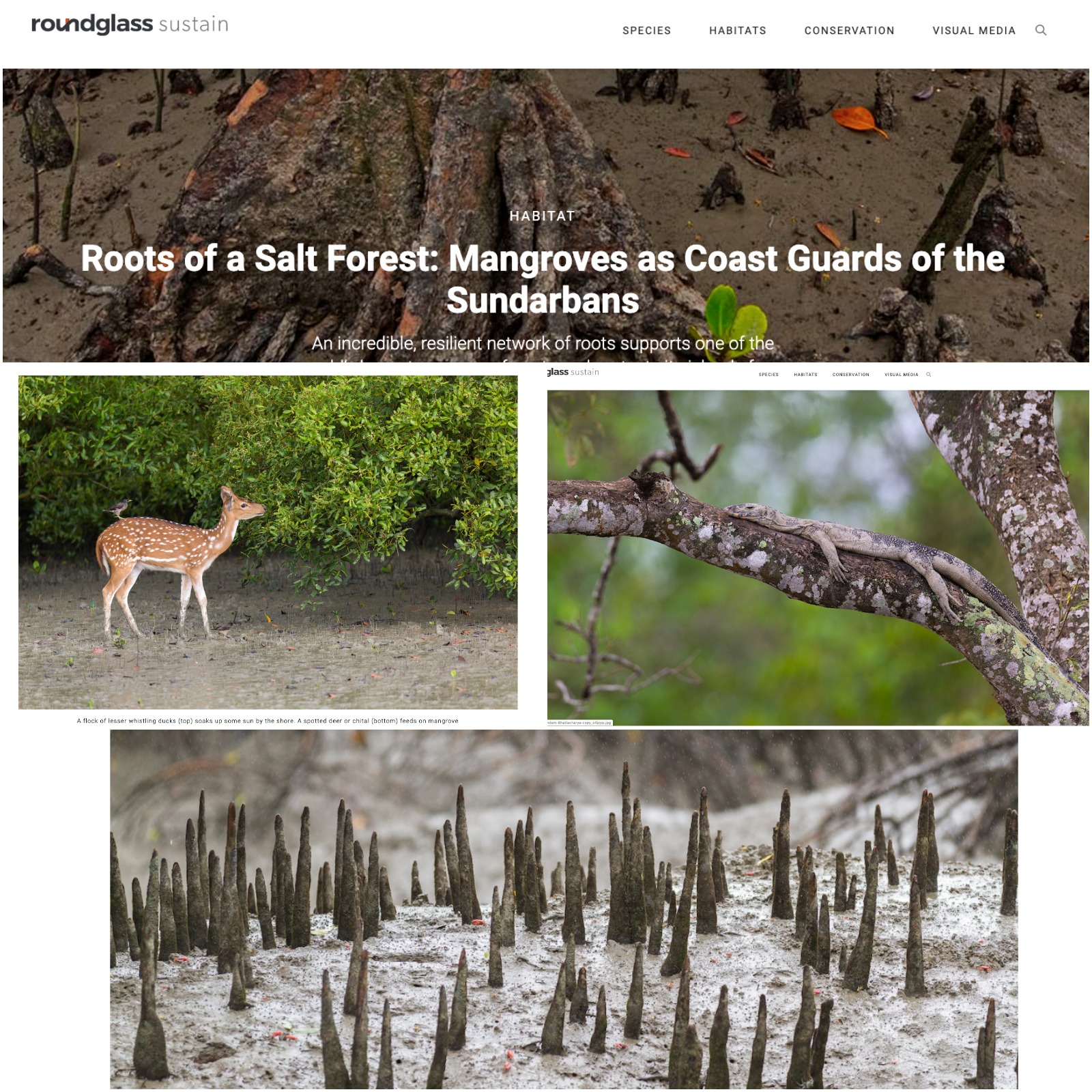 Publication Arindam Bhattacharya Photography : https://round.glass/sustain/habitat/roots-salt-forest-mangroves-coast-guards-sundarbans/