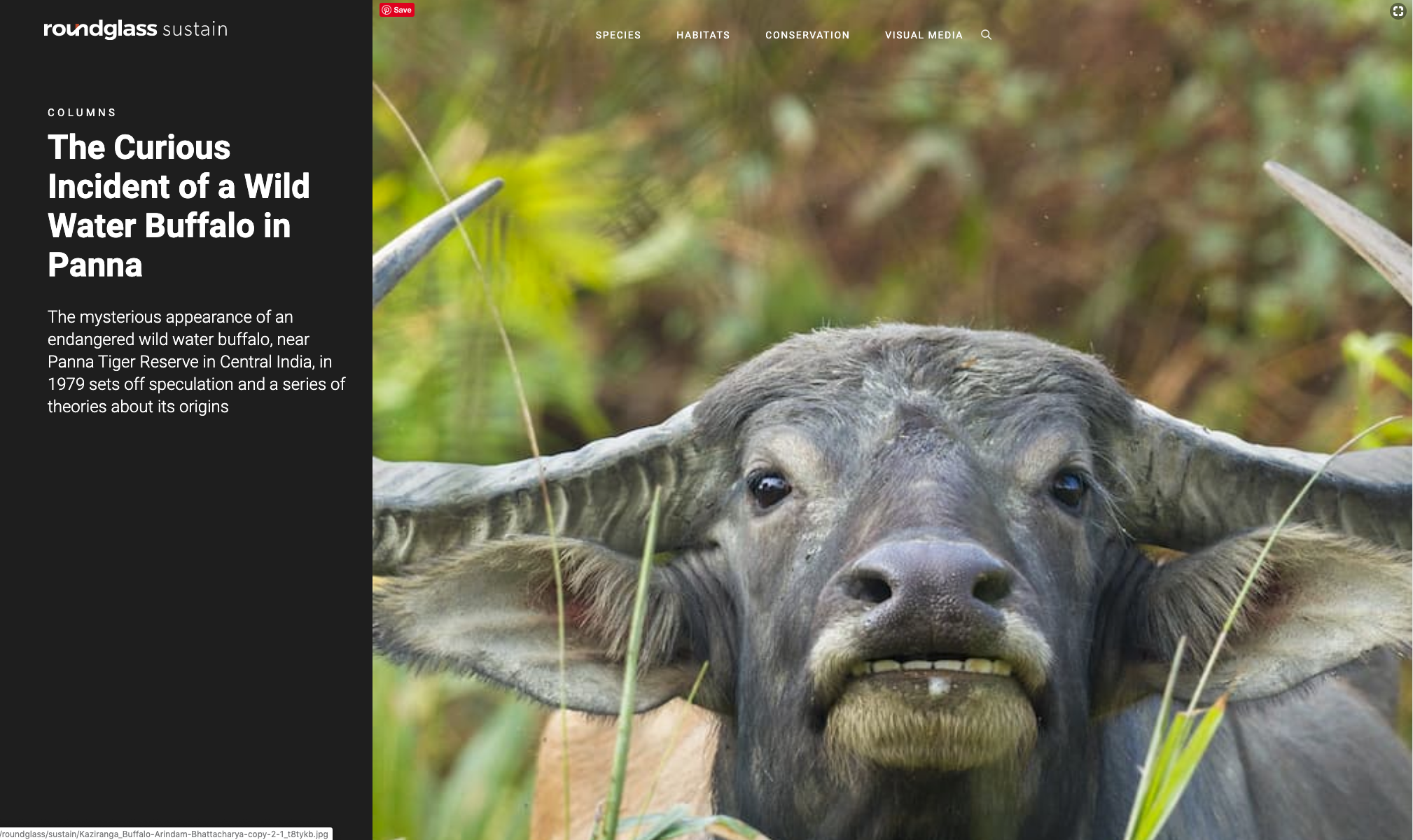 Publication Arindam Bhattacharya Photography : https://round.glass/sustain/conservation/wild-water-buffalo-panna-raza-kazmi/