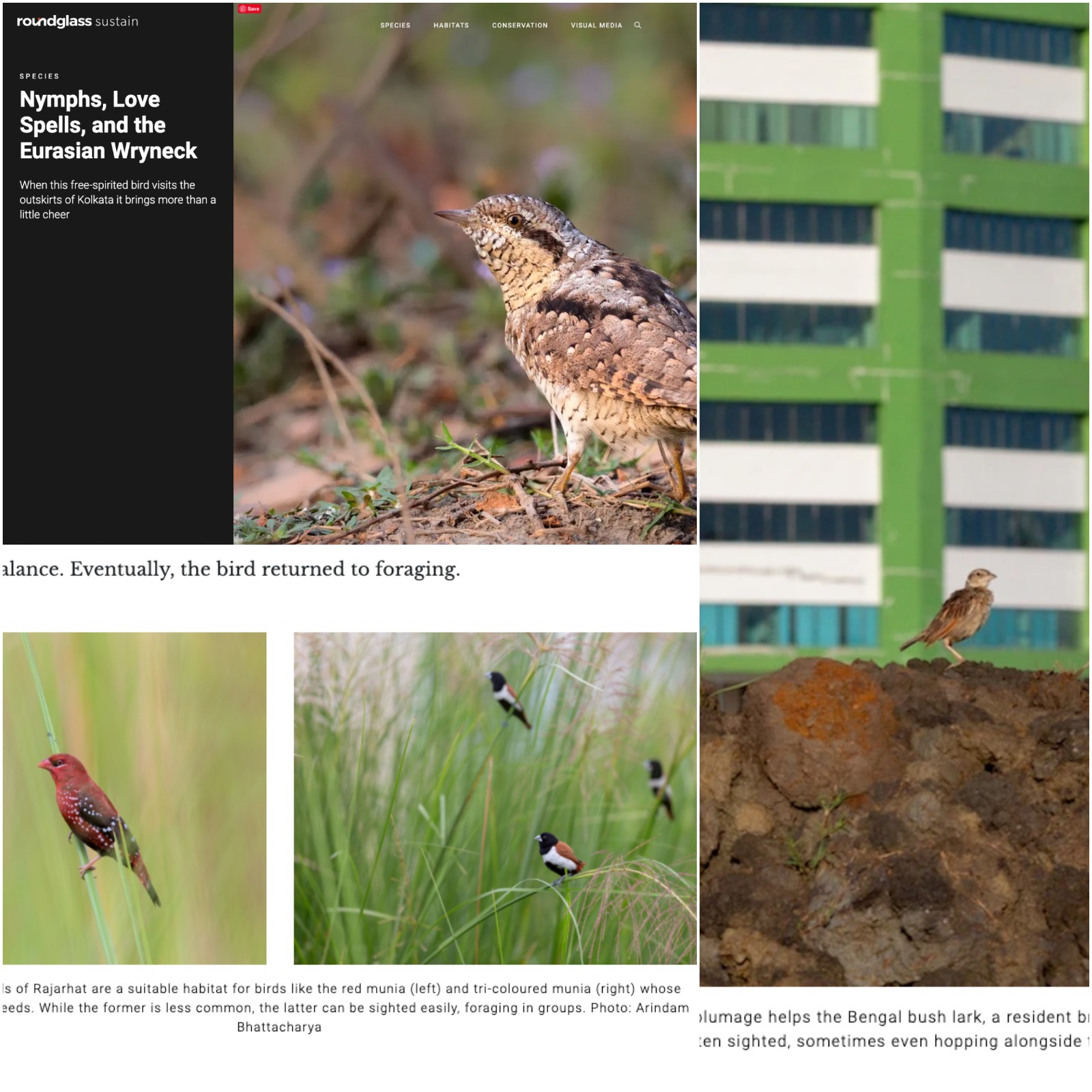 arindam bhattacharya wildlife photographer India: https://round.glass/sustain/species/nymphs-love-spells-eurasian-wryneck/