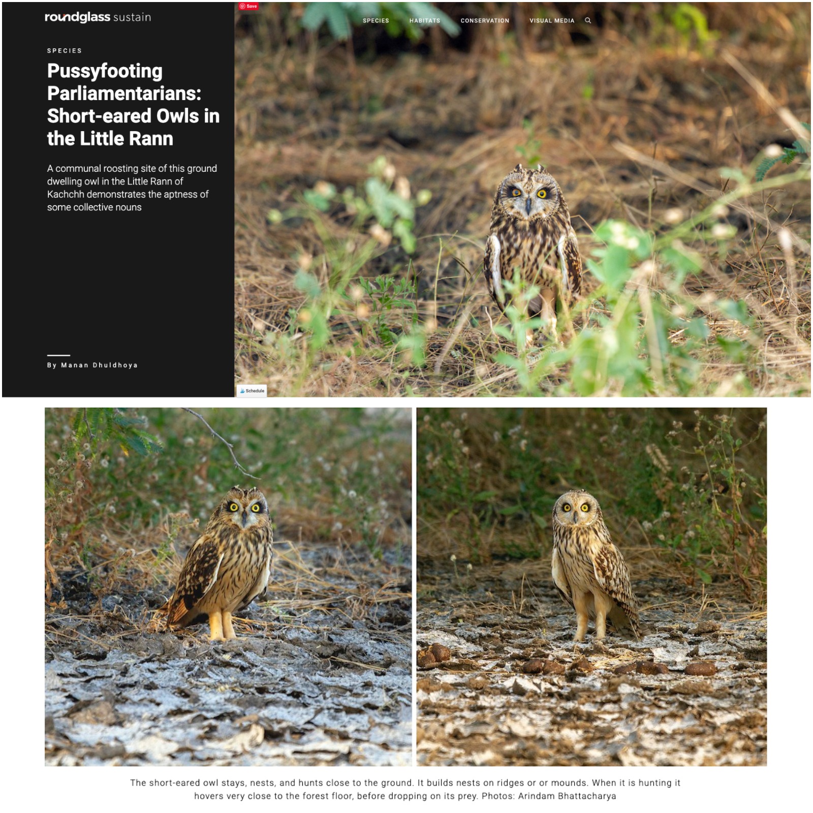 arindam bhattacharya wildlife photographer India : https://round.glass/sustain/species/short-eared-owls/