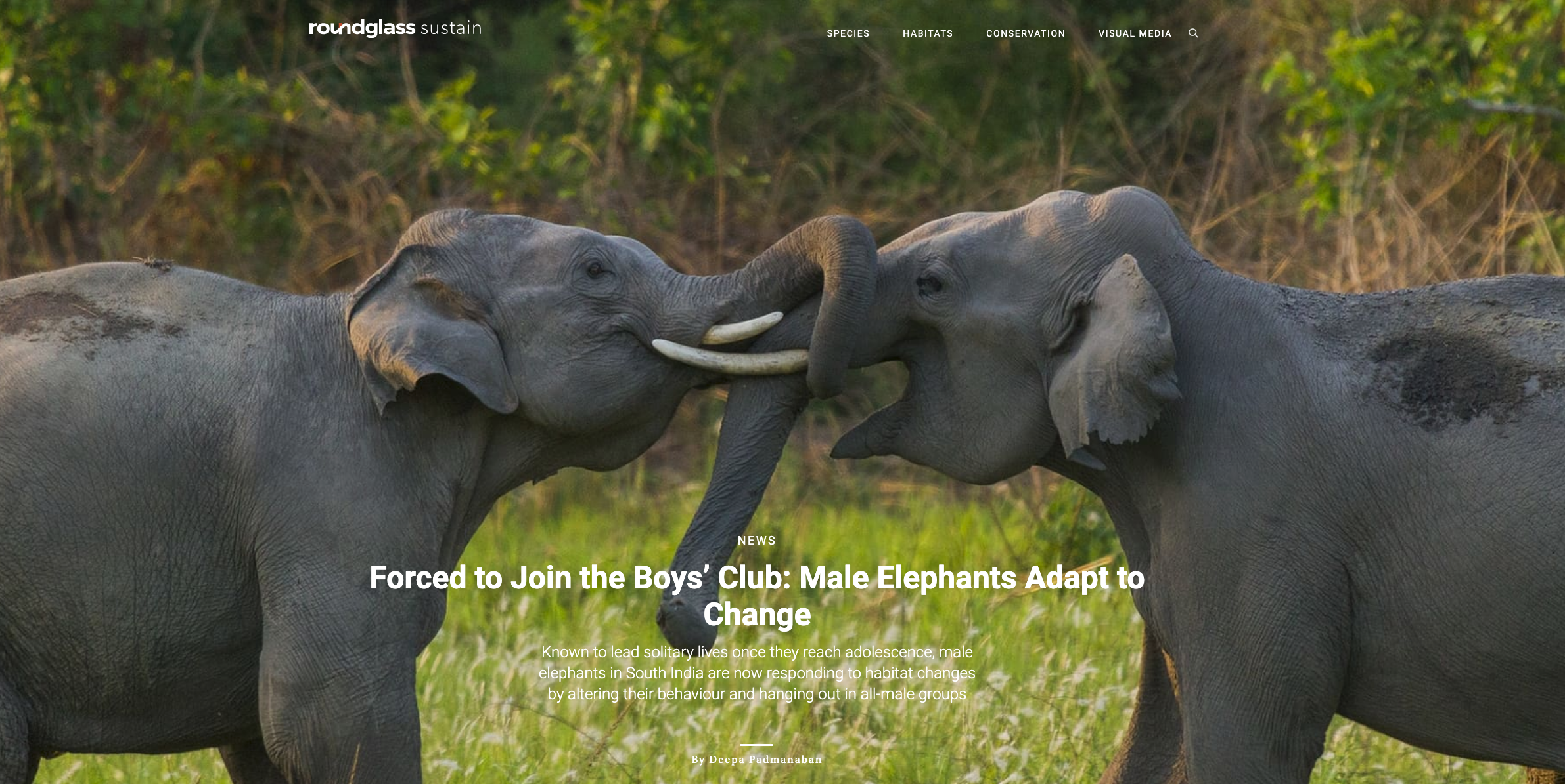 arindam bhattacharya wildlife photographer India: https://round.glass/sustain/news/forced-join-boys-club-male-elephants-adapt-change/