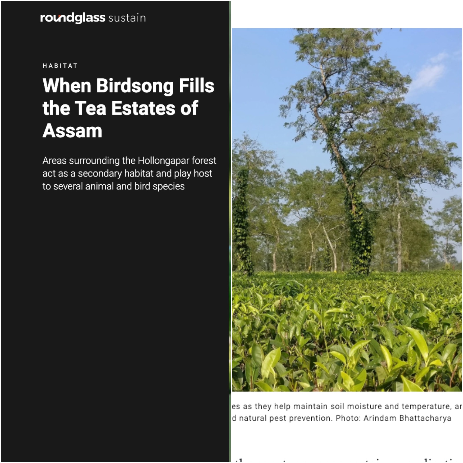 arindam bhattacharya wildlife photographer India: https://round.glass/sustain/habitat/birds-tea-estates-of-assam/