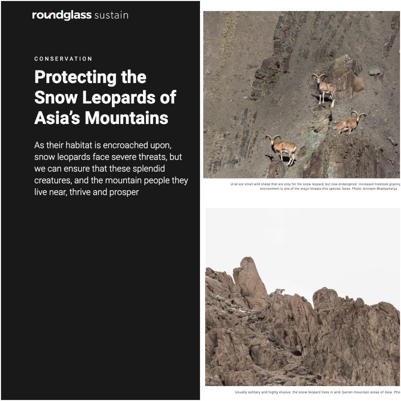 arindam bhattacharya wildlife photographer India: https://round.glass/sustain/conservation/protecting-snow-leopards-mountains/