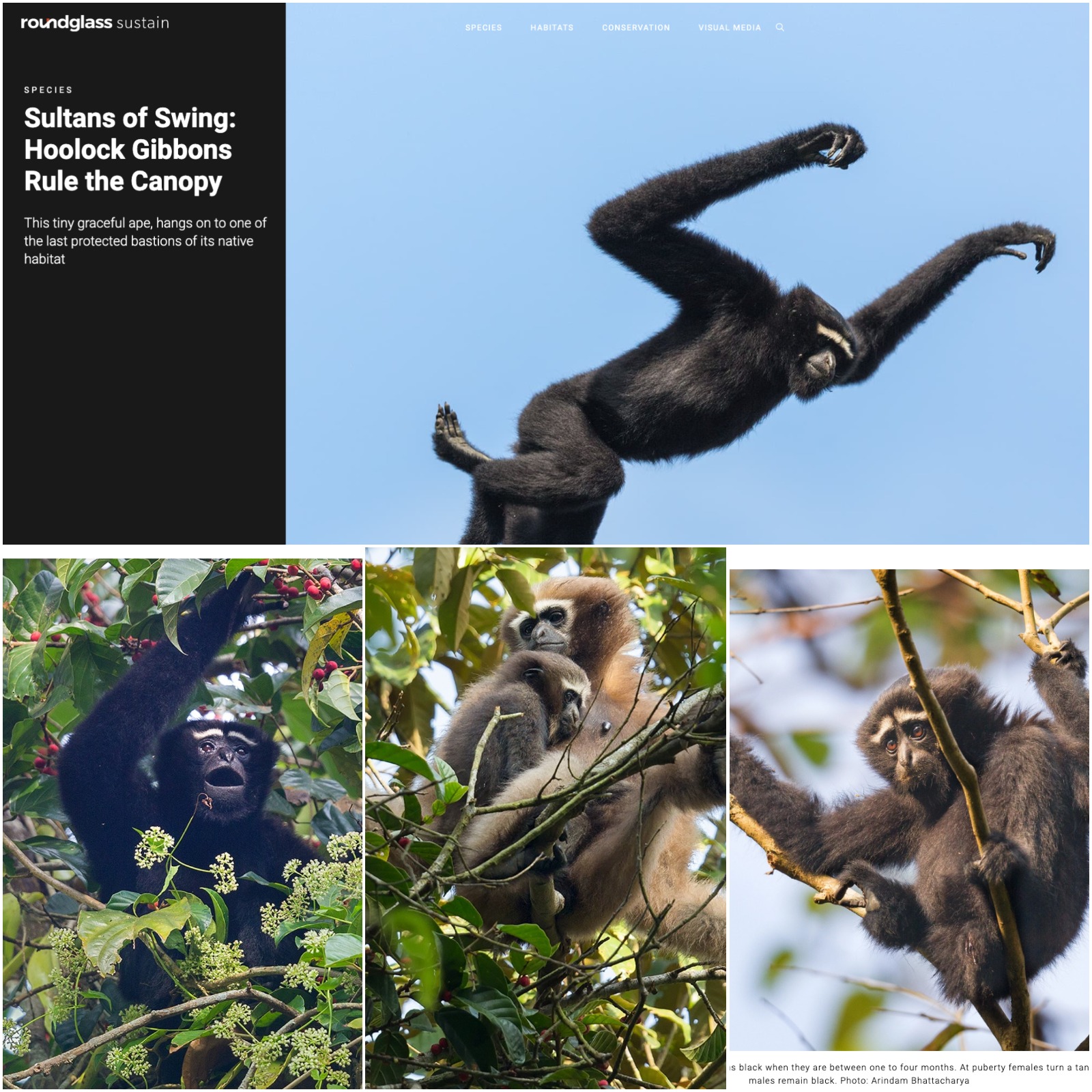 arindam bhattacharya wildlife photographer India: https://round.glass/sustain/species/hoolock-gibbons-canopy-hollongapar/