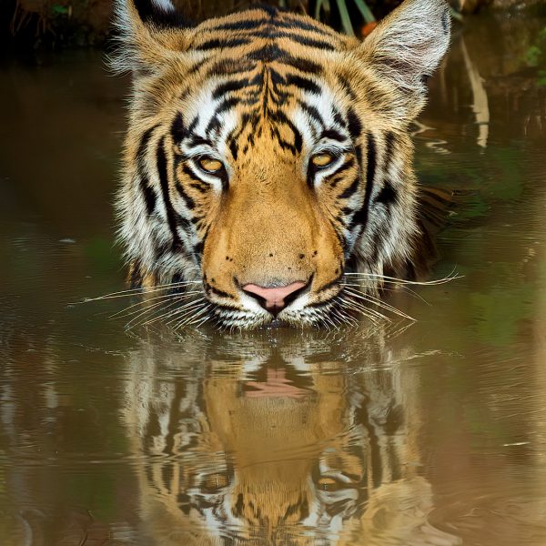 Royal Bengal Tiger at Tadoba National Park Maharashtra India by Arindam Bhattacharya Photography