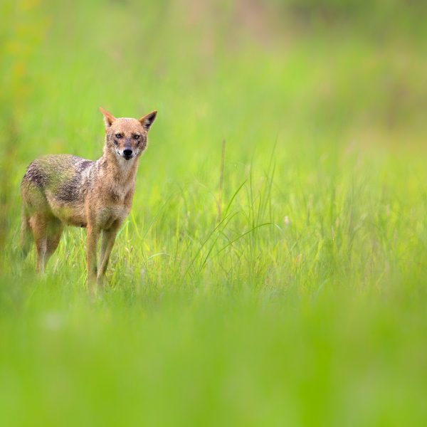 Golden Jackal or Common Jackal or Canis aureus near Kolkata West Bengal India by Arindam Bhattacharya Photography