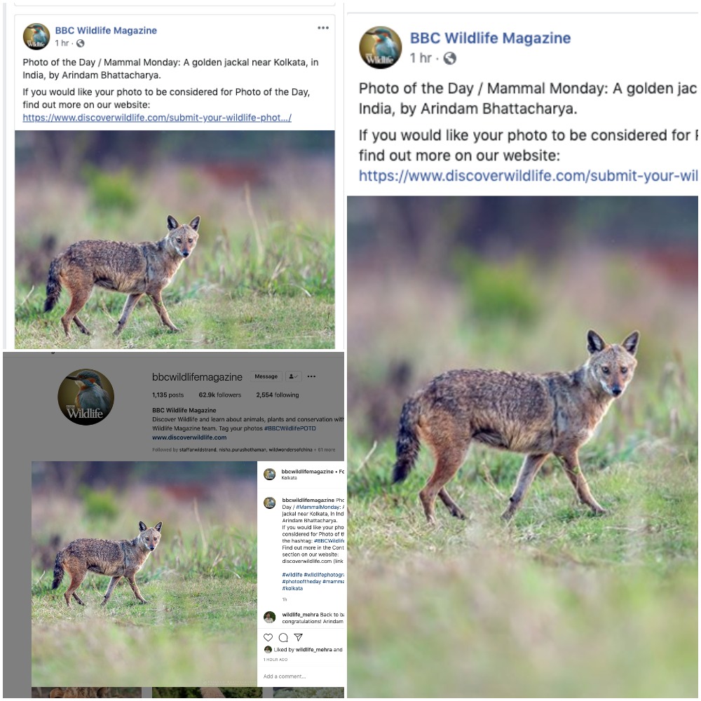 BBC Wildlife Magazine Publication Mammal by Arindam Bhattacharya Photography