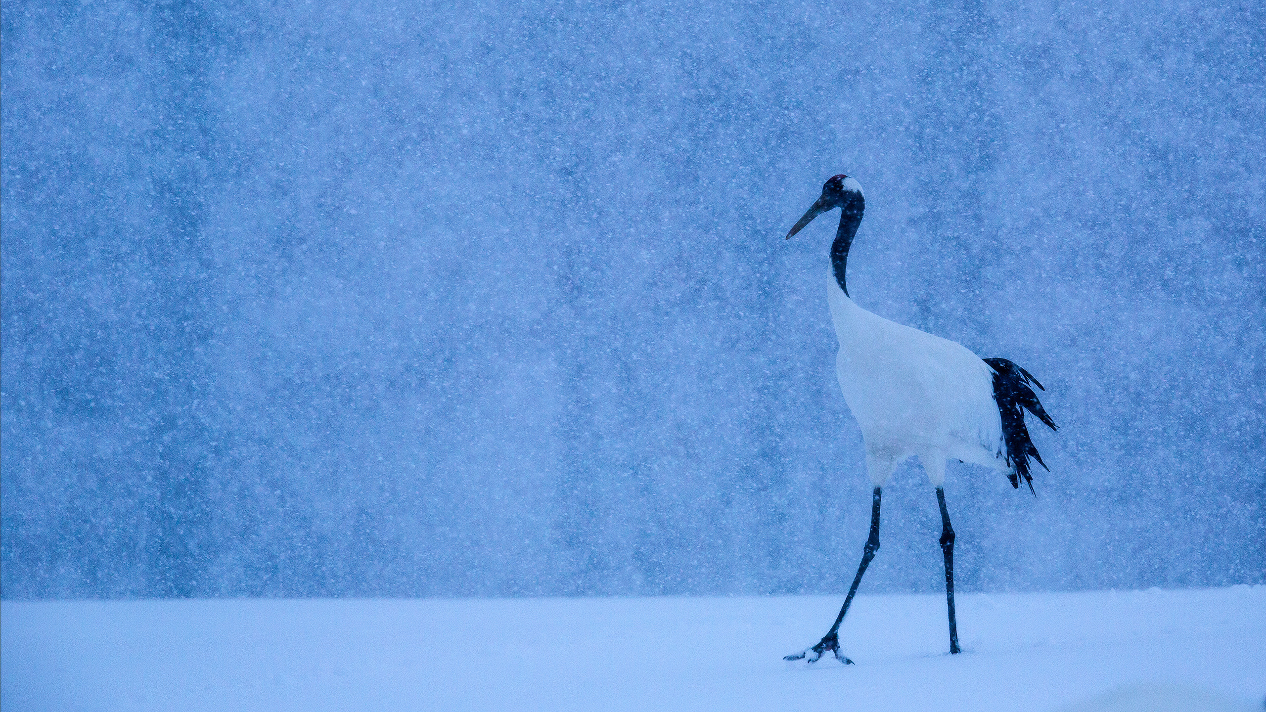 Red Crowned Crane in Japan during Snowfall by Arindam Bhattacharya wildlife photography