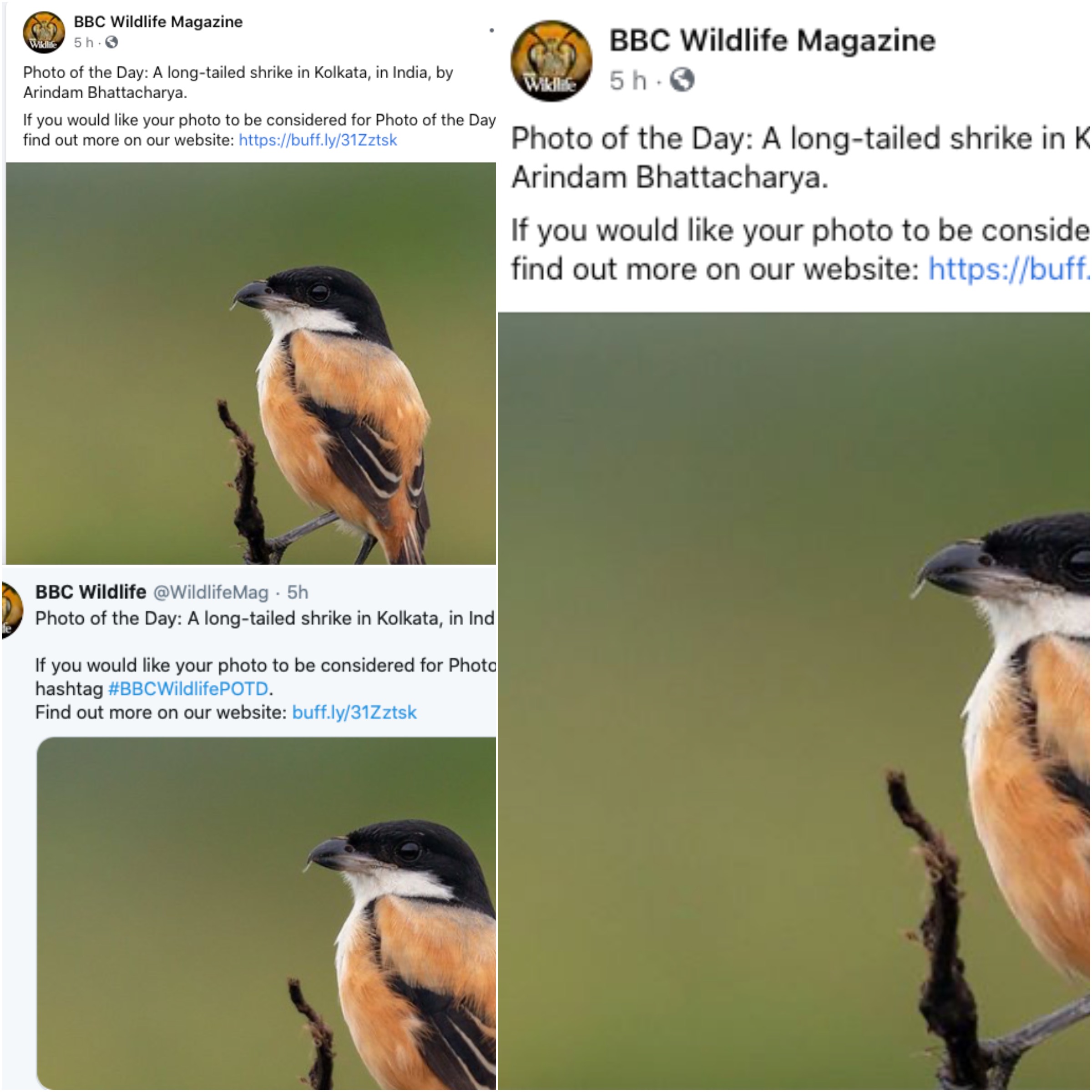 Arindam Bhattacharya wildlife photography BBC Publication