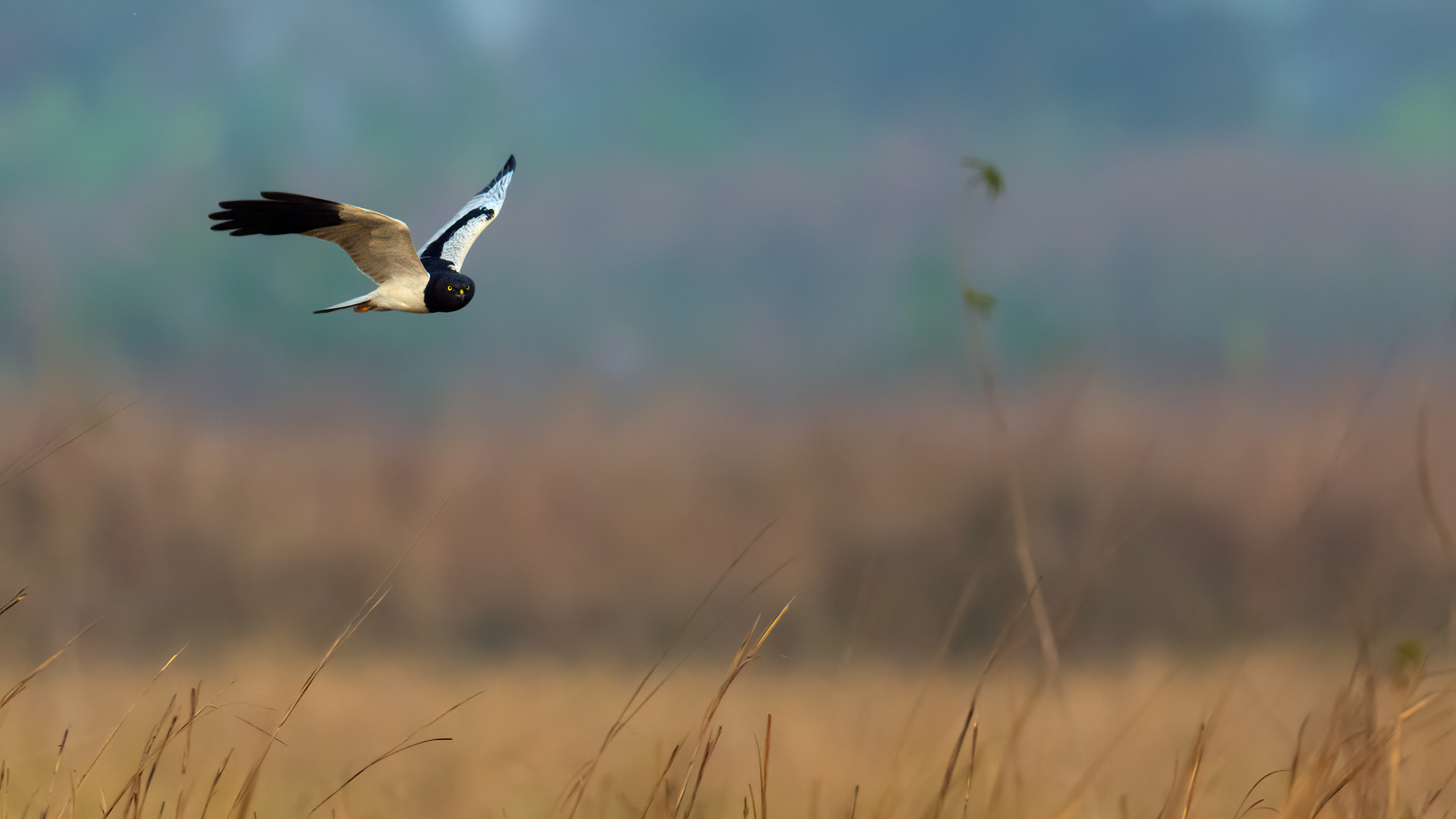 pied harrier by arindam bhattacharya nature and wildlife photography