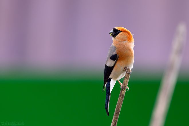 Red-headed bullfinch or Pyrrhula erythrocephala in Lava, North Bengal Hills, West Bengal, India