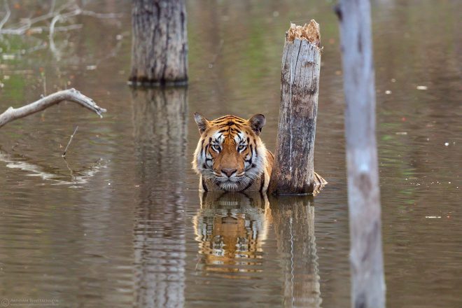 Royal Bengal Tiger or Panthera Tigris Tigris in Pench Tiger Reserve MadhyaPradesh India