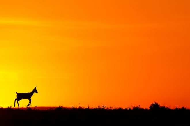Early morning in Masai Mara by Arindam Bhattacharya photography