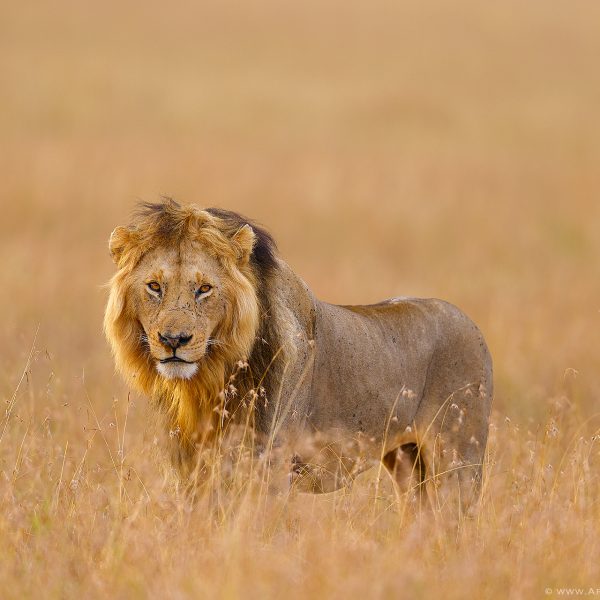 His Majesty - African Lion | August 2022